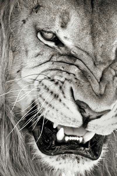 Gorgeous Face Fierce Lion Sketch Me Pinterest Lion