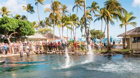 Dolphin Quest Oahu Aktuelle 2021 Lohnt Es Sich Mit Fotos