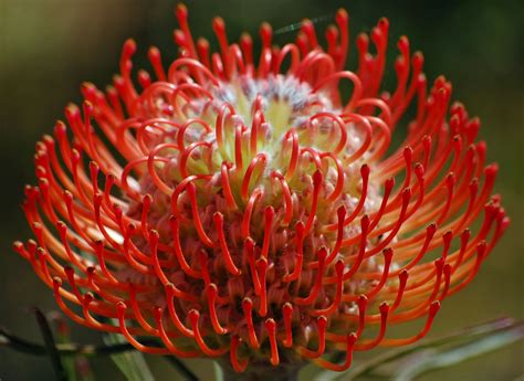 A Passion For Flowers Leucospermum Pincushions