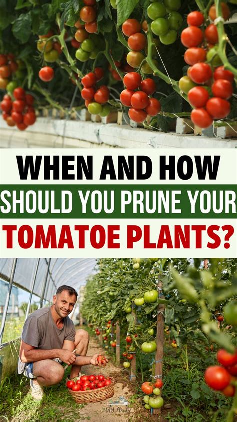 When And How Should You Prune Your Tomato Plants In 2023 Tomato