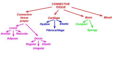 Functions Of Connective Tissue