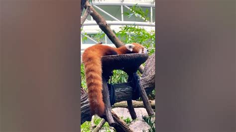 Red Pandas River Wonders Singapore Youtube