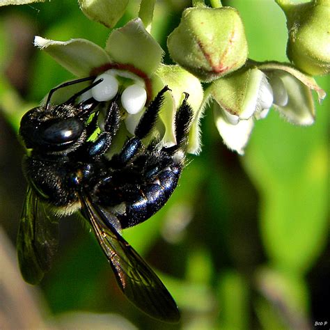 Perennial flowers that attract bees. Xylocopa micans - Wikipedia
