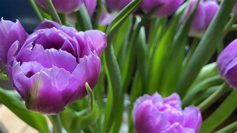 Bunga Tulip Buket Foto Gratis Di Pixabay Pixabay