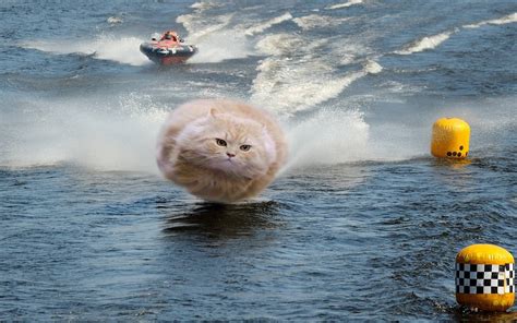 Confidentdeterminedhovercat Takes The Lead Hover Cat Cats