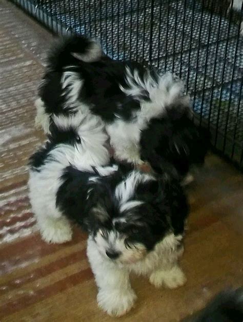 We release our pups after they reach 9 weeks. Havanese Maryland