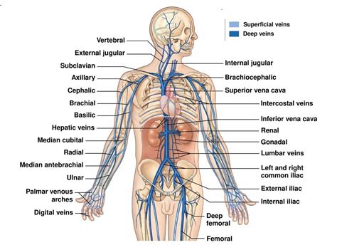 Describe the waveforms and pressures that are seen in each anatomical location during insertion of a pulmonary artery catheter. Veins : Types,Venous System & Clinical Significance » How ...