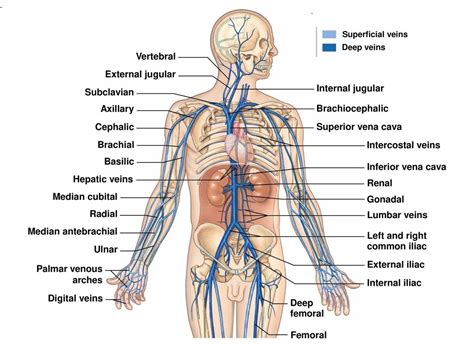 It is close to the surface of the underside of the forearm; Veins : Types,Venous System & Clinical Significance » How ...