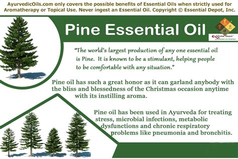 Ayurvedic Health Benefits Of Pine Essential Oil Essential Oil