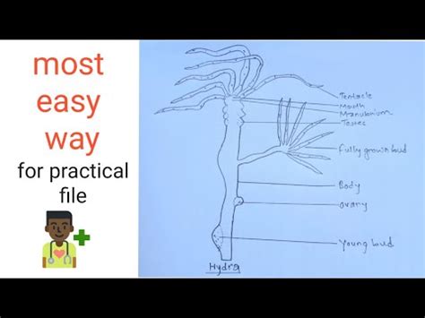 Drawing the cell membrane and nucleus drawing the other cell organelles community q&a. How to draw Hydra || Biology Practical || Most easy way ...