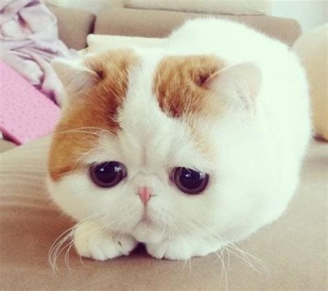 16 Animals That Look So Sad But Are So Cute The Frisky