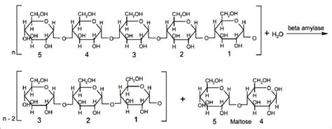 Hydrolysis Of α 1 4 Glycosidic Linkage Of Polyglucan Chain By β Amylase Download Scientific
