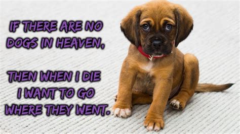 Dog Quotes Sad Best Of Forever Quotes