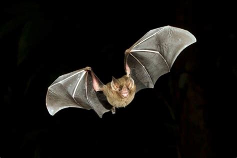 Do Bats Touch Anything During Flight Discover Wildlife