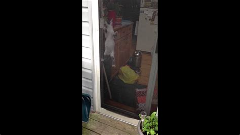 Cats Jumps Onto Screen Door And Climbs To The Top Youtube