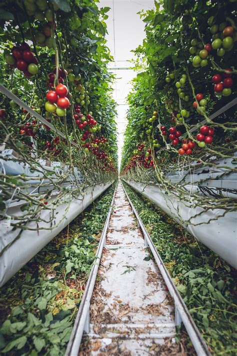 17 Biggest Companies In Vertical Farming Today Eden Green