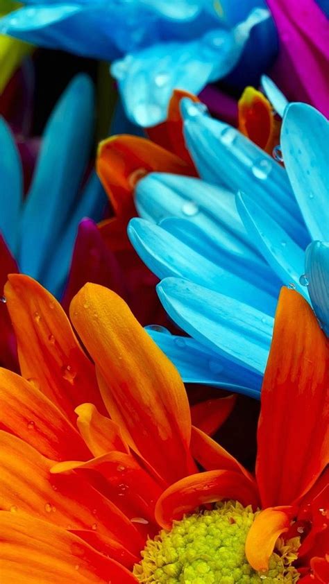 Colorful Flower Wallpapers 77 Images