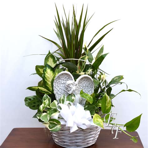We did not find results for: Angel Plaque Planter EF-061 | Essex Florist & Greenhouses, Inc