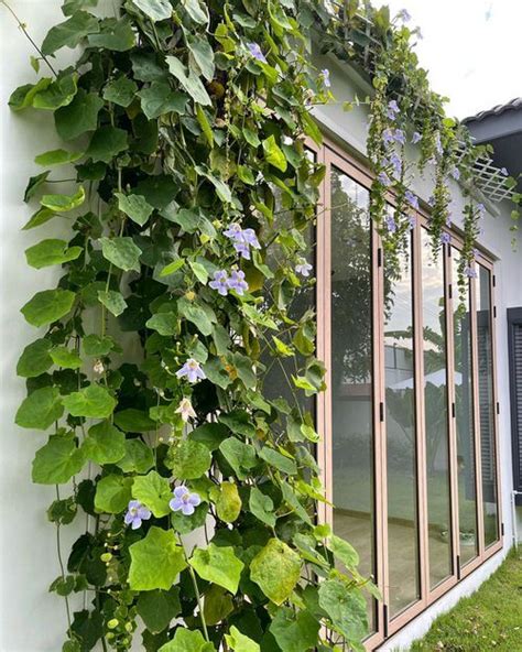 26 Climbing Plants And Flowers For Shade Best Shade Loving Vines