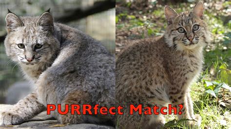 Baby Bobcats A Purrfect Match Youtube