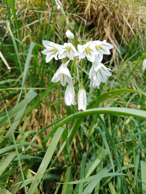 White Spring Flowers Close Up Wild Garlic Stock Image Image Of Blades