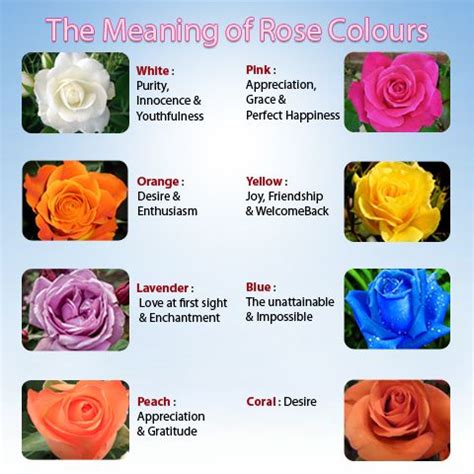 Rose Flower Rose Flower Meaning Of The Colors