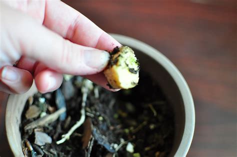 How To Plant Ginger Root