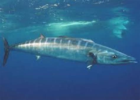 Wahoo Information and Picture | Sea Animals