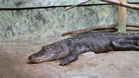 American Alligator Elmwood Park Zoo