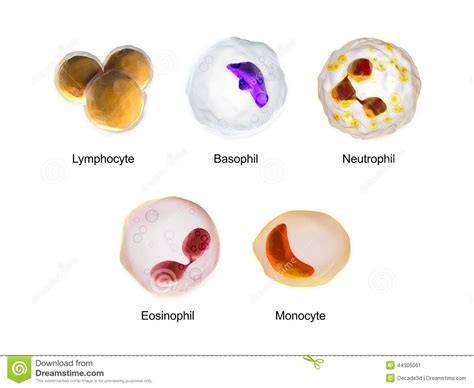 White Blood Cells Stock Illustration Image Of Basophil