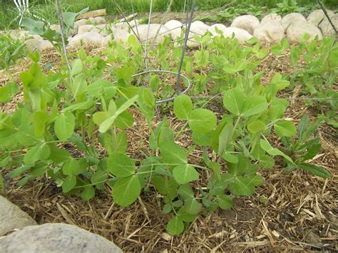 Growing Dwarf Grey Sugar Snow Peas 1 Month After Planting Eat Like