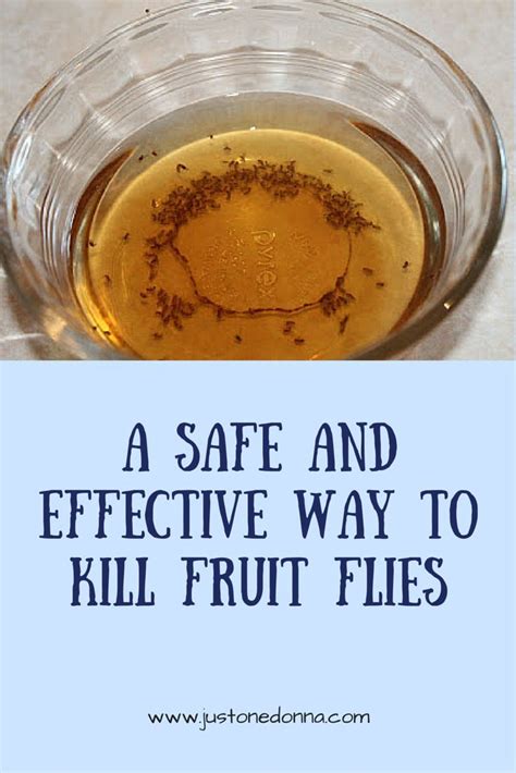 How To Trap And Get Rid Of Fruit Flies Fruit Flies Fruit Flies In
