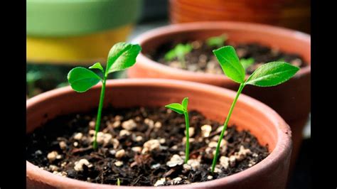 How To Germinate And Grow A Lemon Tree Seed Experiments Tonis