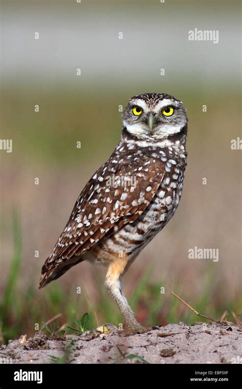 Burrowing Owl Athene Cunicularia Stands On The Ground Usa Florida