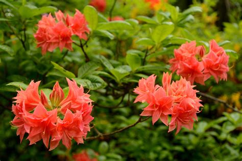 What are the best landscaping shrubs to grow? Shrubs and Bushes Identification