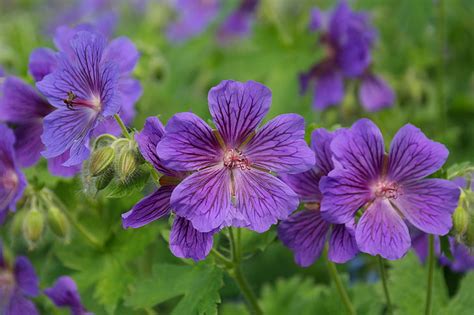 Royalty Free Photo Selected Focus Photo Of Purple Petaled Flowers