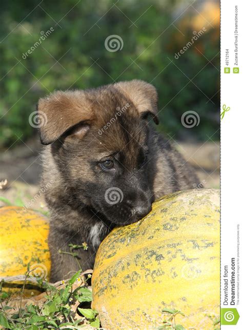 Amazing Puppy Of German Shepherd With Pumpkin Stock Photo Image Of