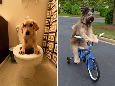 Independent Dogs Who Dont Need Humans