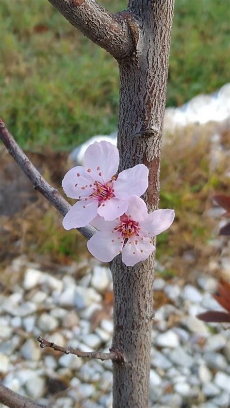 Newport Flowering Plum Trees For Sale