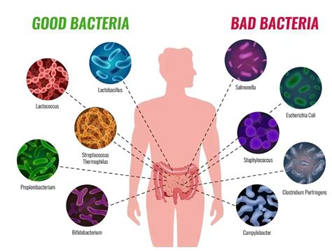 Good Vs Bad Gut Bacteria [ Understand From Renowned Doctor