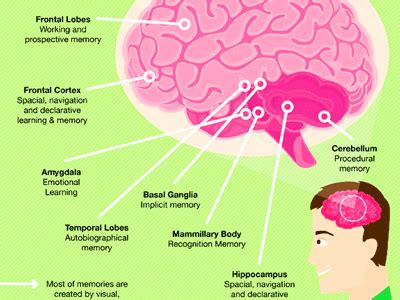 The questions addressed by this extract are: INFOGRAPHIC: This Is How Your Memory Works - Business Insider