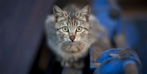 Understanding Feral Cats And Taming Stray Kittens Pets In