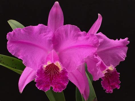 Bela Vista Orchids Cattleya