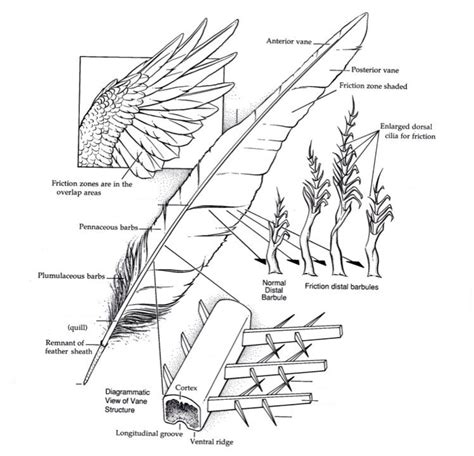 Structure Of The Feather Vane Ornithology Diagram Quizlet