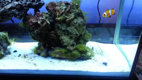 Nano 5 Gal Saltwater Tank Update Youtube