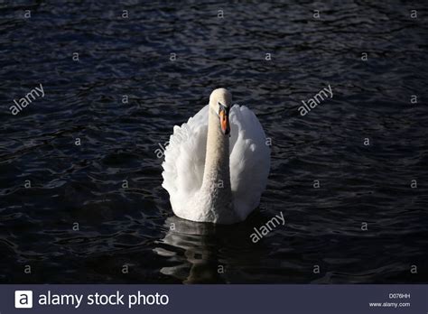 Cygnus Olor Mute Swan Lake Windermere Stock Photo Alamy