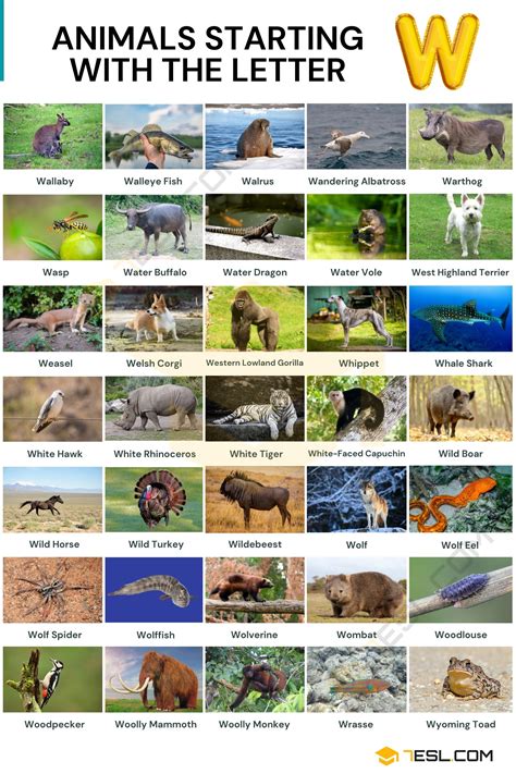 Animals That Start With W Interesting List Of 35 Animals Starting With