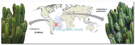 Bersuhu 0°f di musim dingin dan mencapai 90° pada musim panas. Struktur dan Distribusi Bioma Terestrial Dikendalikan Oleh ...