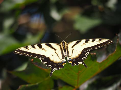 Canadian Tiger Swallowtail Papilio Canadensis On A Maple Flickr