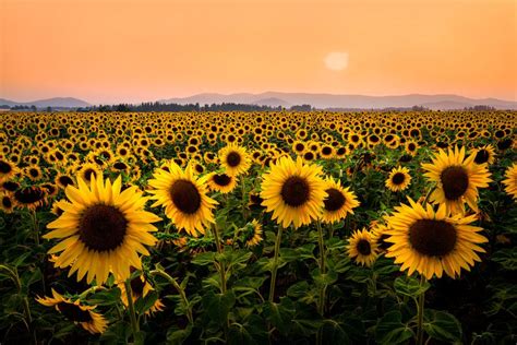 Sunflowers And Smoke By Michael Brandt Photo 223237673 500px